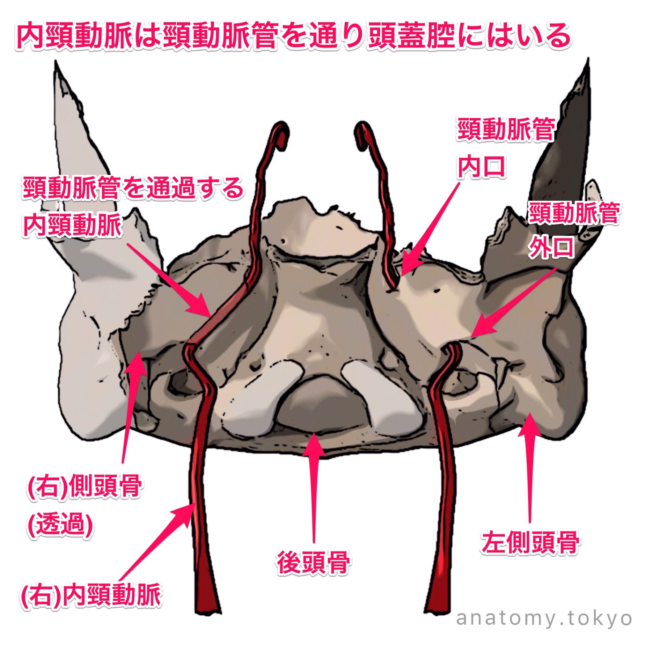 黒澤一弘（かずひろ）解剖学IT教育・指圧師・ラダック on X: 