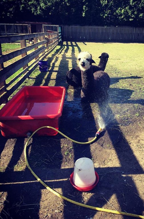 #NEFollowers Our #Animals are loving the good weather, and are creating mischief in the barnyard!!! 'Meercats #Goats #Pigs #Alpacas