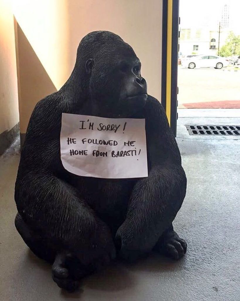 BarastiBeach's tweet photo. WELCOME HOME GEORGE!!! We missed you ❤️😍😘 #BringGeorgeHome #BarastiLostWorld #barasti #barastidubai #barastibeach … https://t.co/mue6PRFIgD https://t.co/sdFQiVCOtG