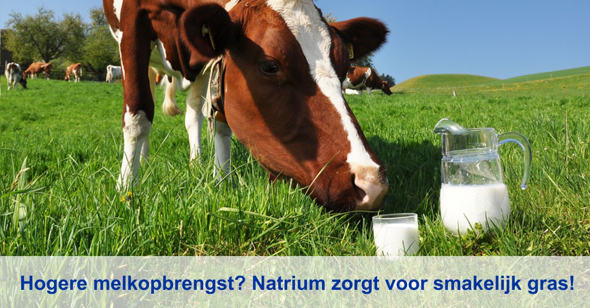 Natrium in weidegras leidt tot een betere afgrazing wat een verhoogde ruwvoeropname tot gevolg heeft, bit.ly/2to4Nly