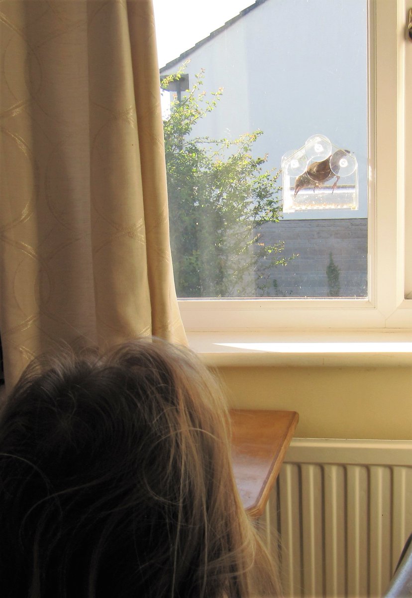 Nicky08928846's tweet photo. Girl watching a fledgling bird at the Window Bird Feeder.  #birds https://t.co/U9Y2YRt28x