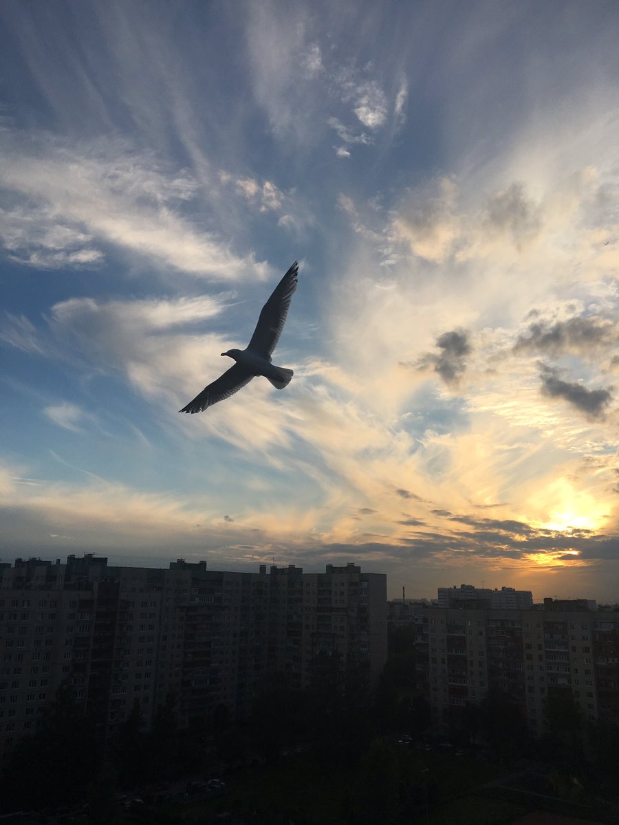 SmirnovaMaria11's tweet photo. крыши крыши крыши https://t.co/2GHwpZtSte
