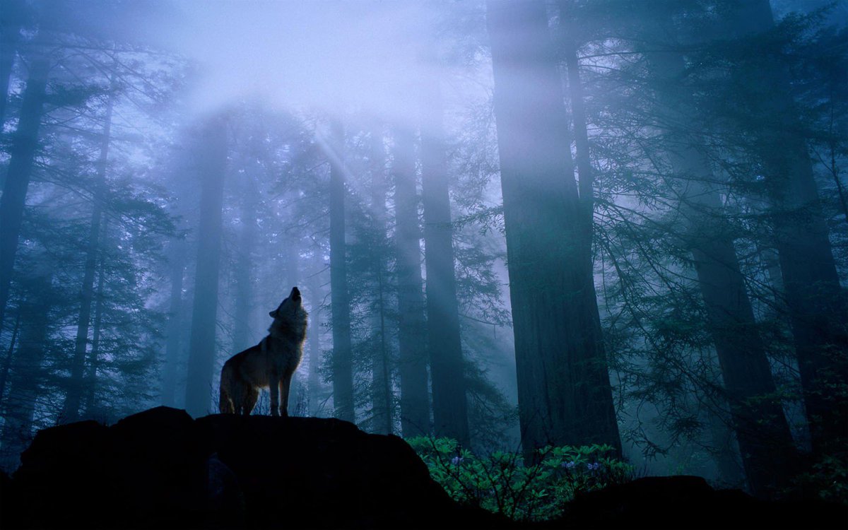 One of the Irish words for a wolf is Mac Tíre, which translates as 'Son of the Land'