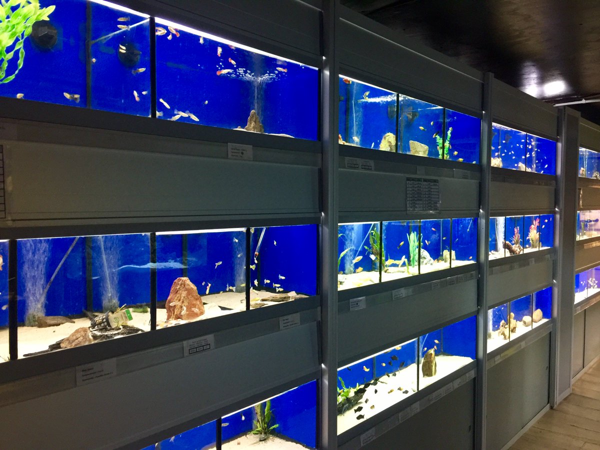 Looking for some new fish or looking for a starter kit? Visit our aquatic centre where we’ve got hundreds of cold water and tropical fish 🐠