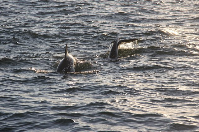 CetaceanCruises's tweet photo. We can identify our local dolphins by their unique dorsal fins. Meet some of the pod here! https://t.co/ZJwa5FA3NR https://t.co/lgssEgzdr9