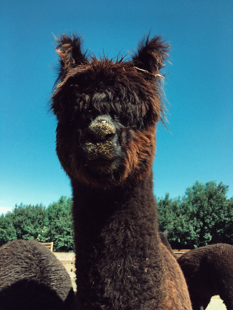 #AycliffeHour Our #Animals are loving the good weather, and are creating mischief in the barnyard!!! 'Meercats #Goats #Pigs #Alpacas
