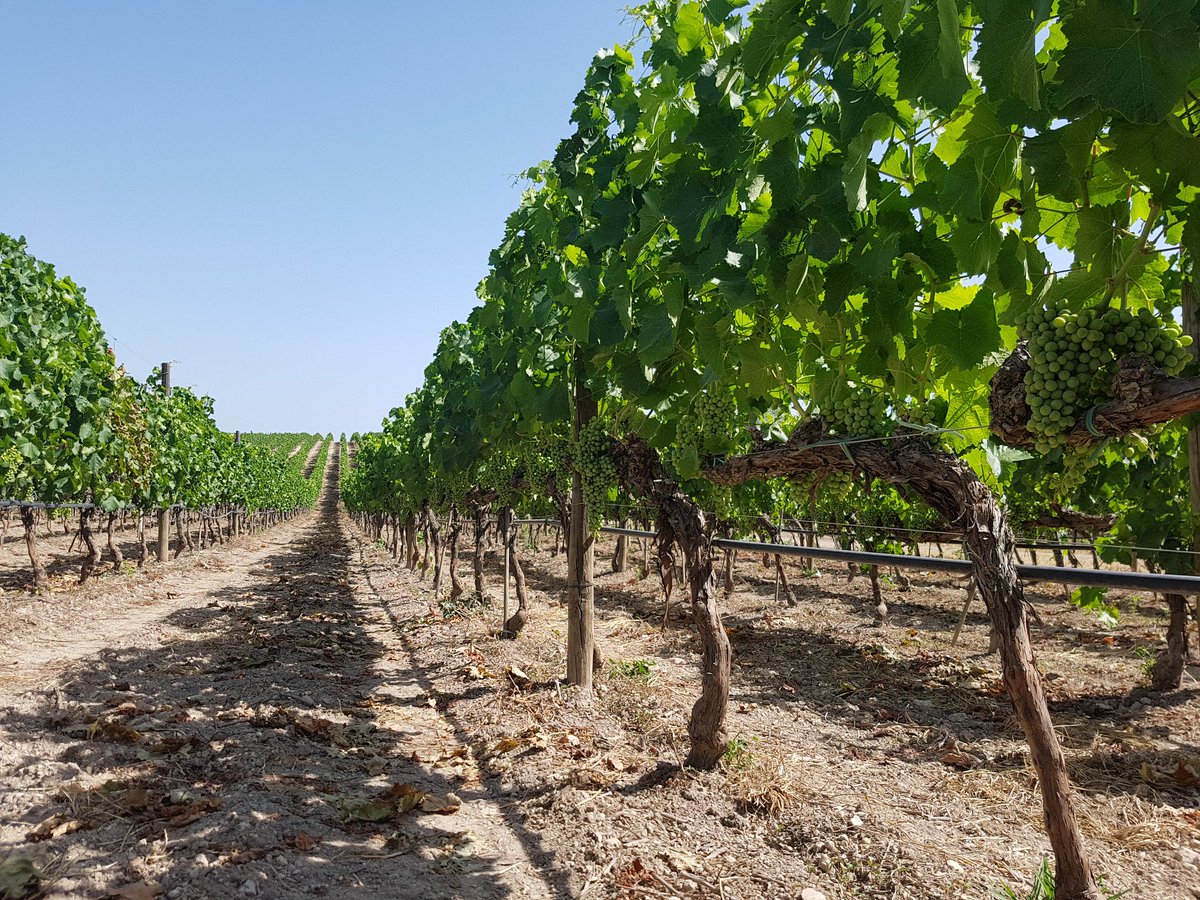 Giuseppe1979D's tweet photo. Un #Nero D'Avola che promette veramente bene #Sicilia #feudobutera #Sicily @zonin1821 @VinidiSicilia https://t.co/VOi6K8DLfr