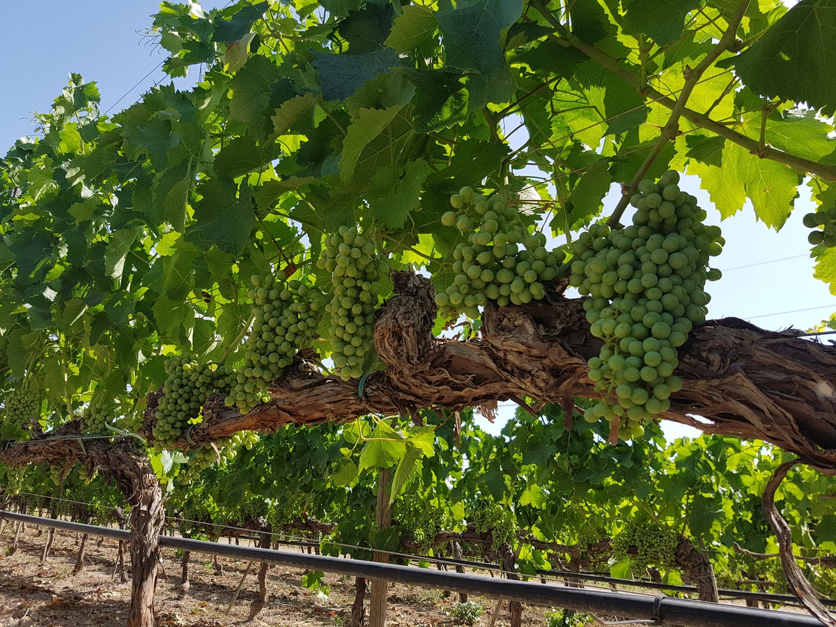 Giuseppe1979D's tweet photo. Un #Nero D'Avola che promette veramente bene #Sicilia #feudobutera #Sicily @zonin1821 @VinidiSicilia https://t.co/VOi6K8DLfr