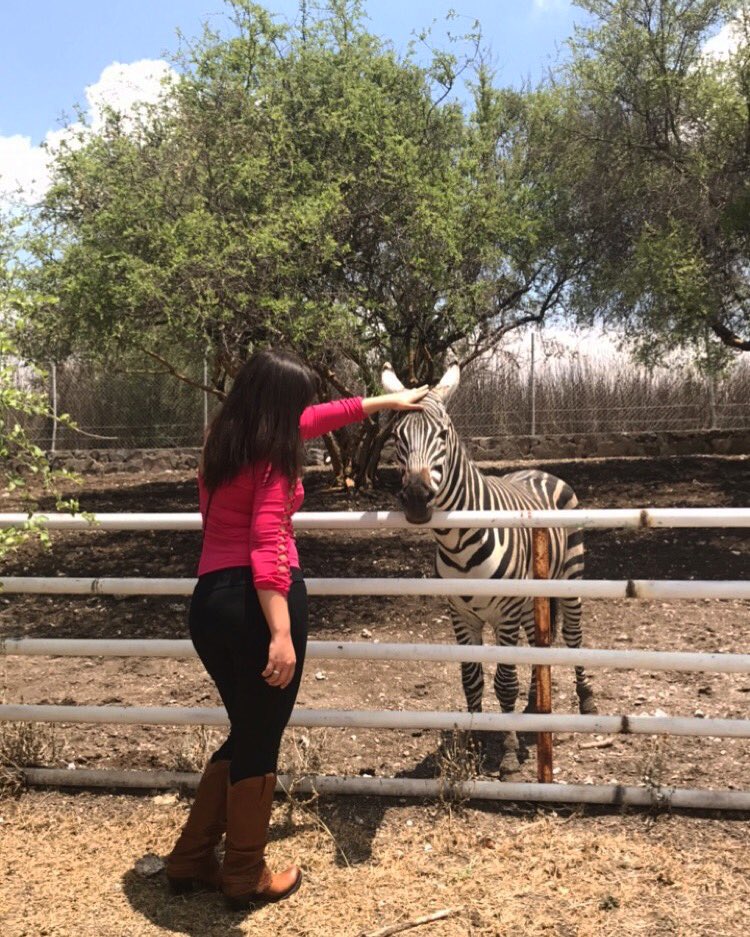 superboooked's tweet photo. These two held my heart and were rescued from zoos. https://t.co/W3UCuaQDEl