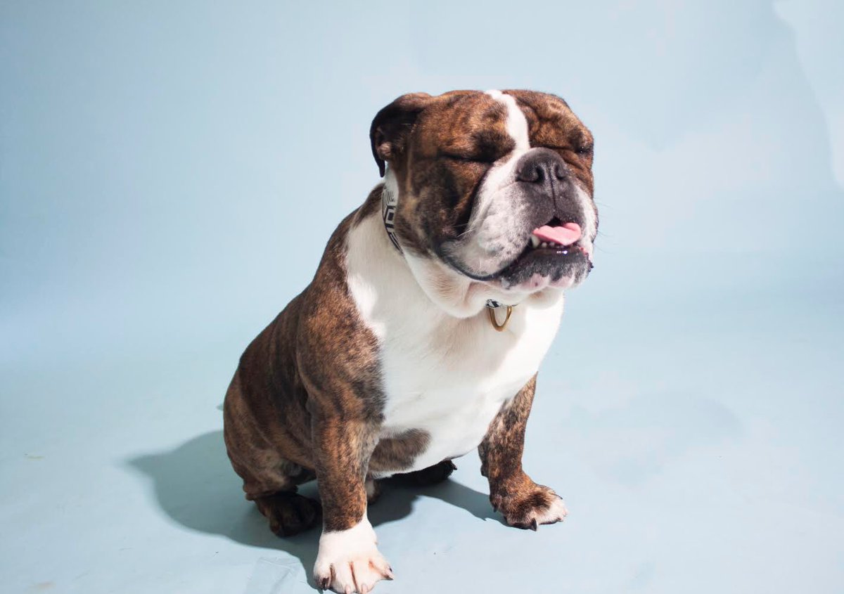 BuckiBuldogResq's tweet photo. ๐๐๐๐
#TeethOutThursday #bulldog https://t.co/KxjWJ0vrLq