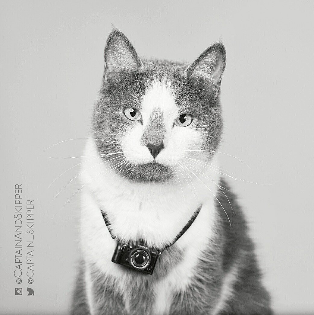 captain_skipper's tweet photo. @FujifilmUS   Discerning cats shoot Fuji. #NationalCameraDay #myfujifilm  #CatsOfTwitter #fujifilmxt1 https://t.co/3N7HmNEVdT