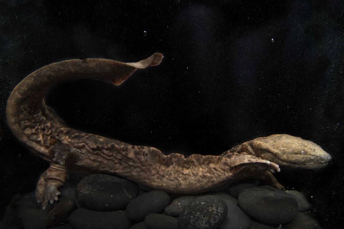YourPublicLands's tweet photo. The @IUCN deems that the hellbender “near threatened." Let's safeguard its habitat! https://t.co/zOdOfew7DV #ProtectTNWilderness https://t.co/8Q4bQEtuI8
