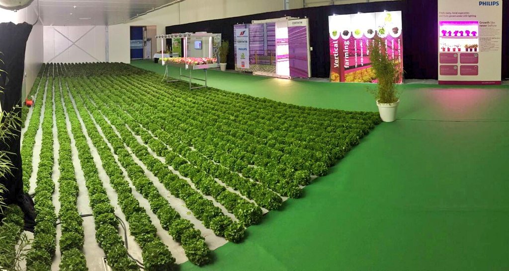 Sneak peek into what our #king and #queen got to see today at #Staay Foodgroup in the Netherlands #LED #cityfarming #lettuce