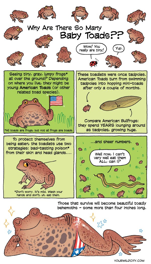 This month's comic: teeny tiny toads! yourwildcity.com