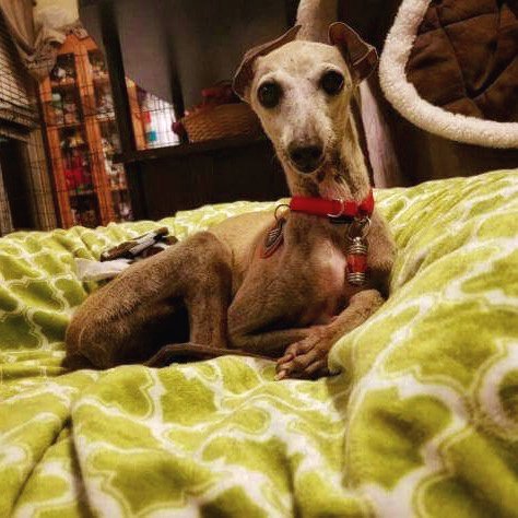 "What is #Broadway and why am I so popular there?" -Hamilton (Rescue IG) <a href="/HamiltonMusical/">Hamilton</a> #RescueDogs #AdoptDontShop igrescuegulfcoast.org/adopt.htm