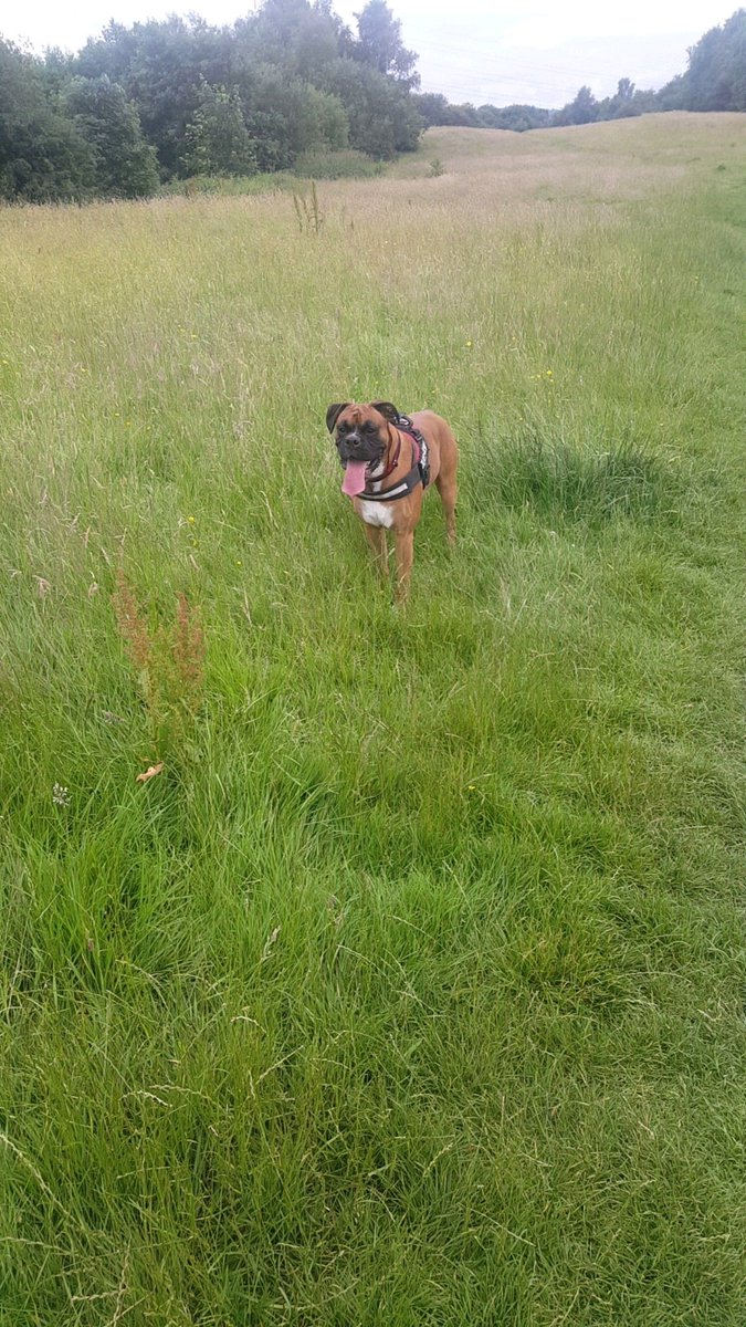 SpudTheBoxerDog's tweet photo. Out for walks! #walkies #dogsoftwitter #Boxers #boxerdogs #boxerdog #boxerpup https://t.co/nHnXgMNWpL