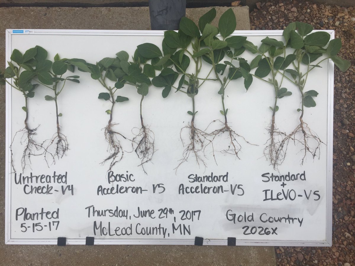 Thanks to <a href="/daseedman1/">Jerry</a> for putting together a great @MonsantoBioAg plot. Check out these great results we saw this morning! @goldcountryseed