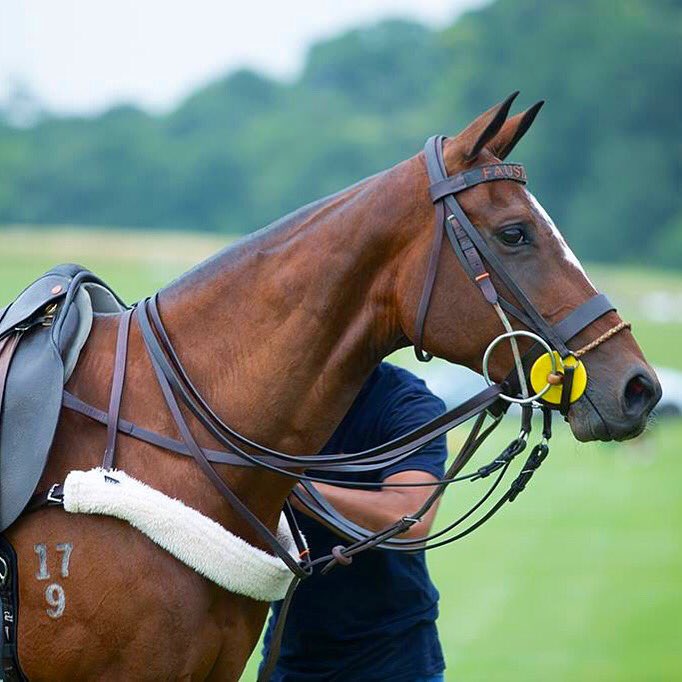 Lovelocks Polo Stud tweet media
