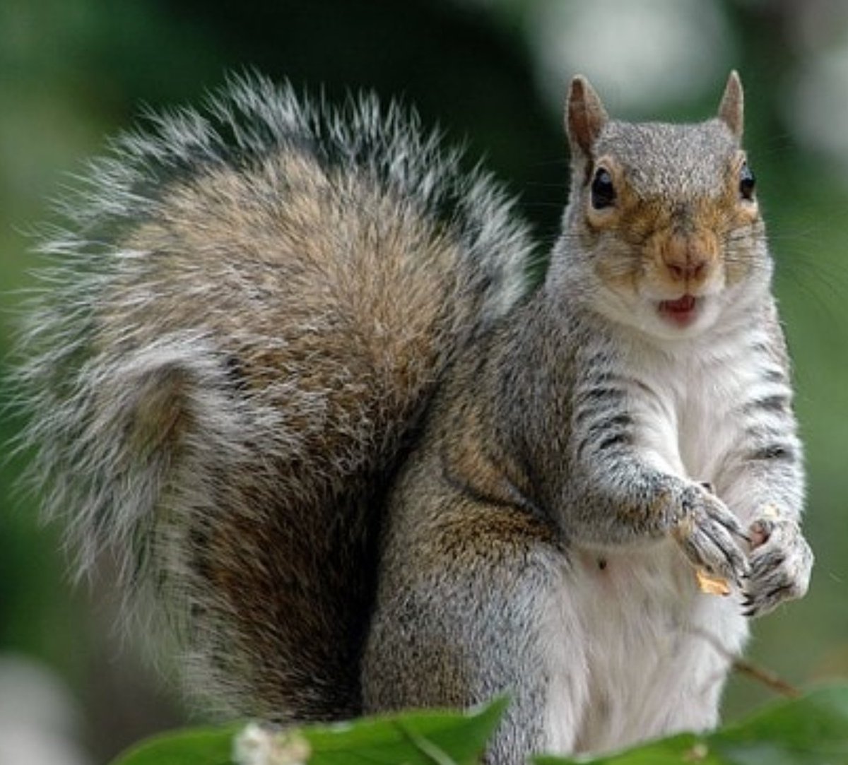 BradGooseberry's tweet photo. #DYK when you see a Grey Squirrel you're actually seeing the same squirrel over and over? Her name is Cynthia and she's just a sweetheart. https://t.co/OJVMjTb1p1