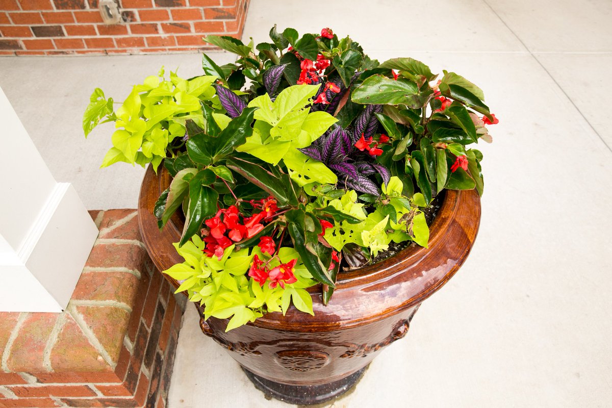 LongBrothers's tweet photo. This pot is looking beautiful outside of the clubhouse at Legacy at Friendly Manor! #landscaping #summer #flowers https://t.co/i3ZaFQbWbN