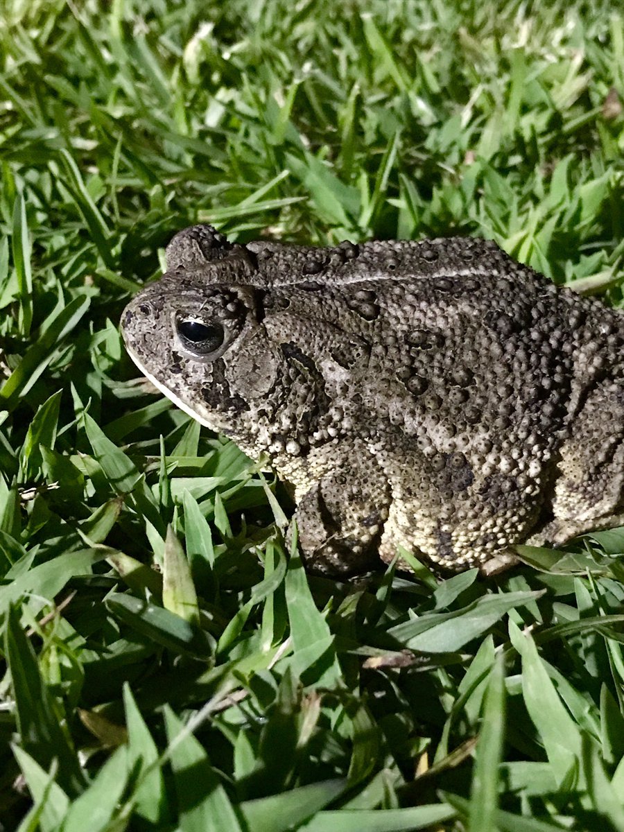 skaggsdevyn's tweet image. Okay, so I found this huge frog and used it as an opportunity, 😂 idk if he is posing or pissed off because his eyes 😂 #frogmodel#iphone7