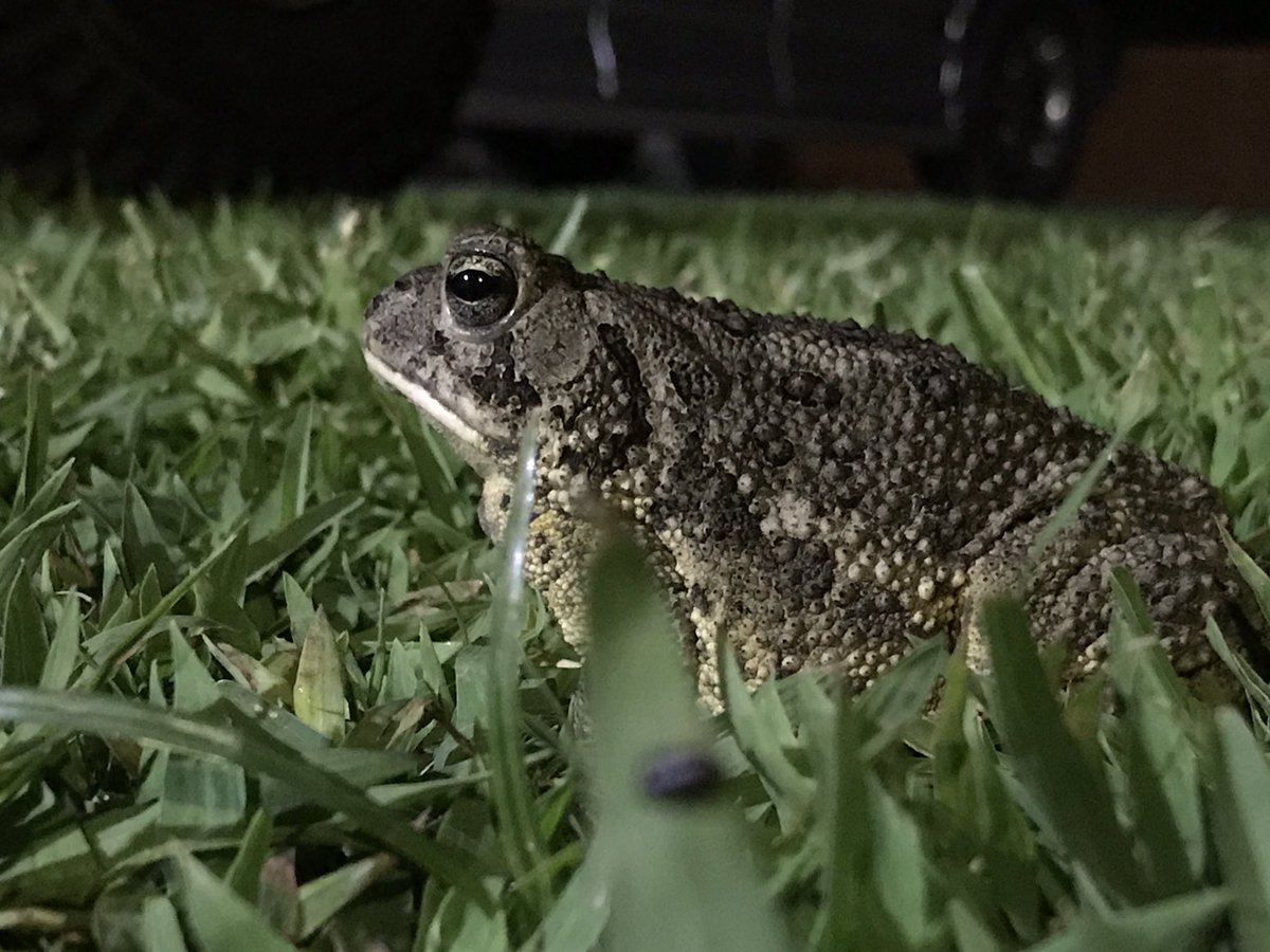 skaggsdevyn's tweet image. Okay, so I found this huge frog and used it as an opportunity, 😂 idk if he is posing or pissed off because his eyes 😂 #frogmodel#iphone7