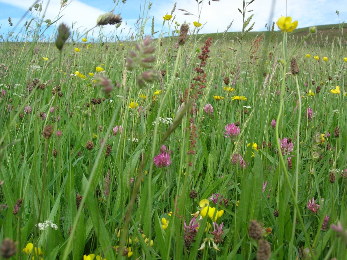 NorthYorkMoors's tweet photo. Today is #NationalMeadowsDay and @Love_plants has some timely advice for land managers on meadow management
https://t.co/6xmyvUAFx1 https://t.co/cN70B18hXv