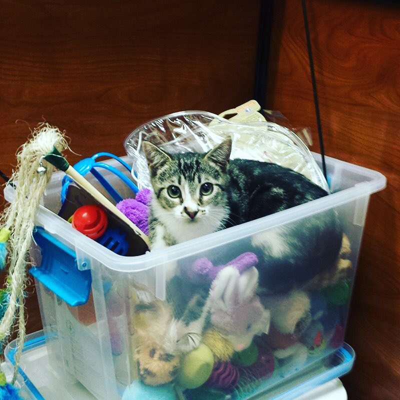 JSAFPets's tweet photo. How many toys can I play with at once? Meet this sweetie at Howell Petsmart #jsafpets #kittens https://t.co/He8wUmel3W