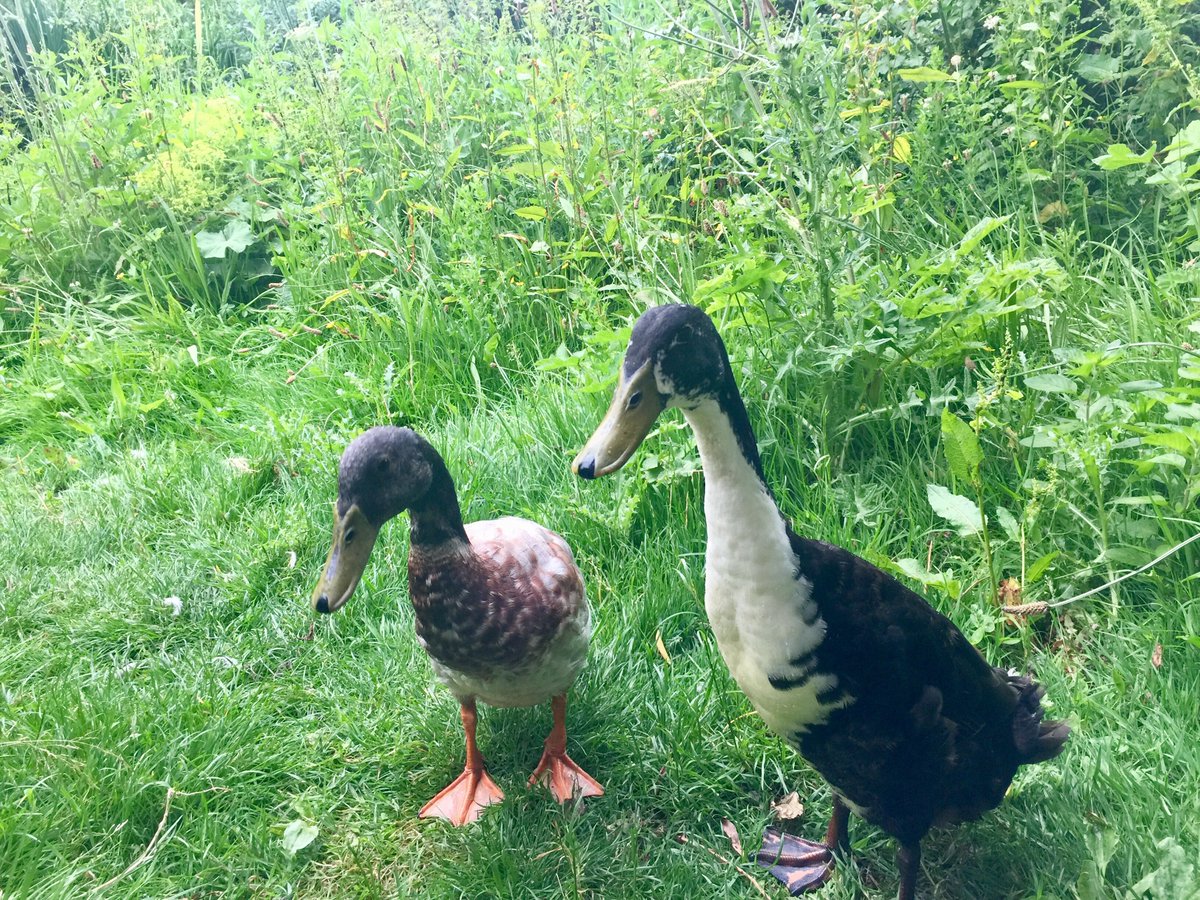 Our ducks are always up and about early, must be because they get up at the quack of dawn...🦆🦆