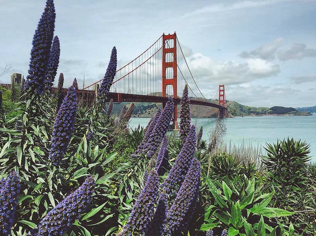 WhereTraveler's tweet photo. We can never get tired of this view. (πΈ: @codunn)ππ
.
.
.
.
#wheretraveler #seizethestay #sanfrancisco #wheresf #w⦠https://t.co/1kQmSJNS1J https://t.co/9TnomHbhZe