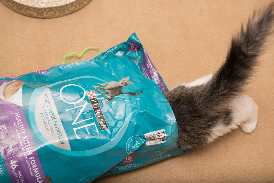 We're caring for nearly 1,000 cats &amp; kittens right now, and we are VERY low on dry cat &amp; kitten food. Can you help? ow.ly/XBJK30d8Dat