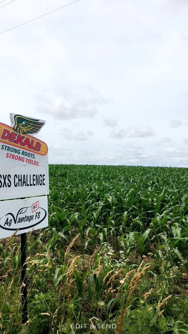 aly_ries's tweet photo. Signing some side by sides on this beautiful Thursday! DeKalb vs. Pioneer and Titan Pro @MonsantoCo @GMK_Agronomy @FSServices https://t.co/75h0r7mMgi