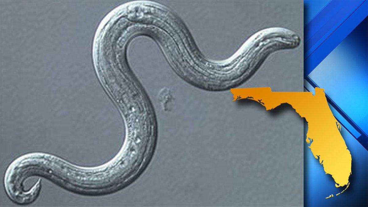 #BREAKING Researchers find potentially deadly brain-invading parasite has spread to Florida bit.ly/2s6jEx9 https://t.co/xJHQh9jxcx