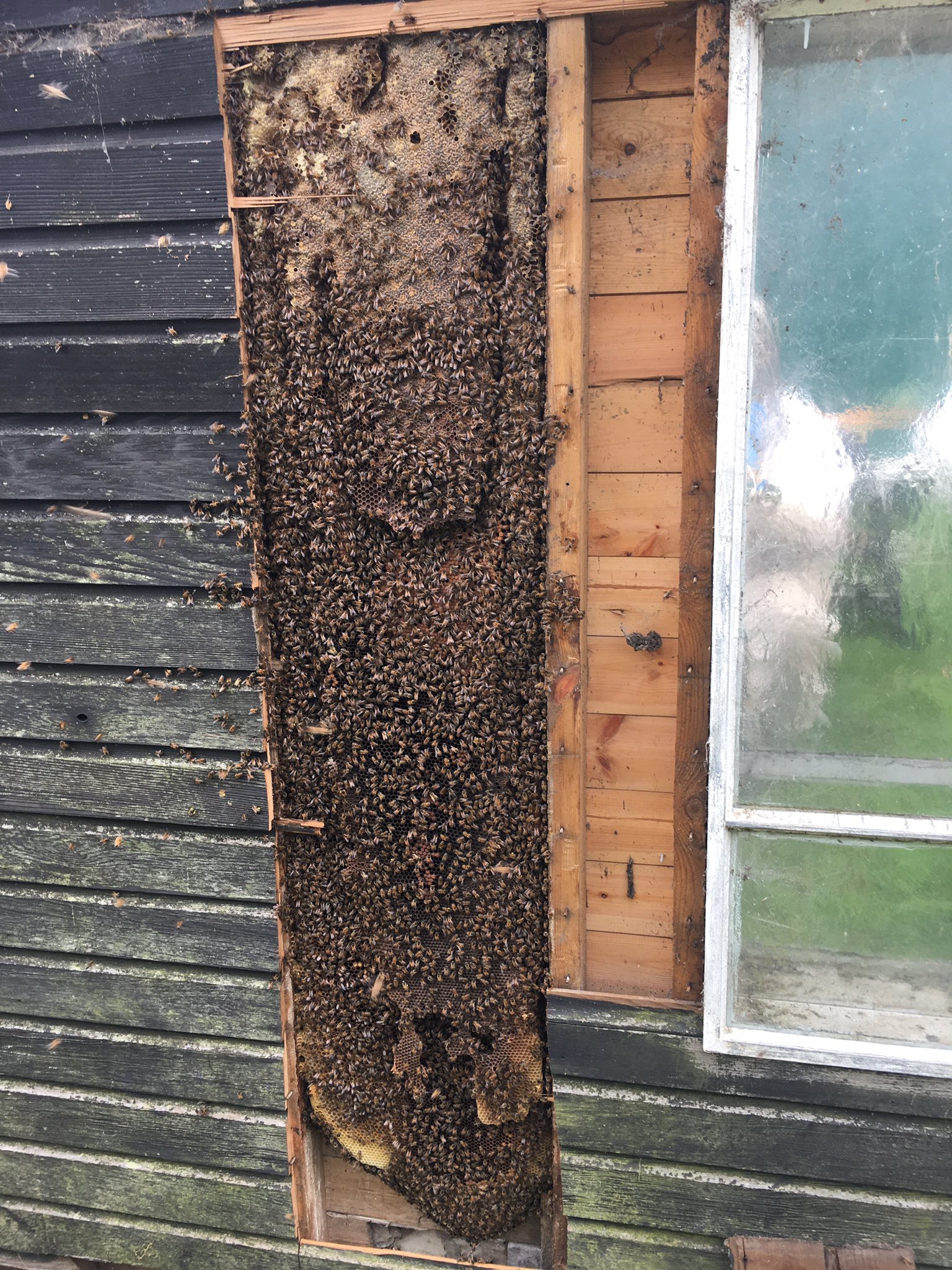 Great Tilkey Honey on Twitter: "Spent the morning removing a bees nest