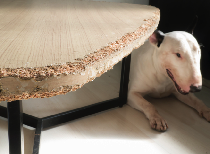 JeddyandScrappy's tweet image. Does your dog like to chew the kitchen furniture? Spray some bitter apple spray onto them to train them to stop! #LifeHack #PetHack