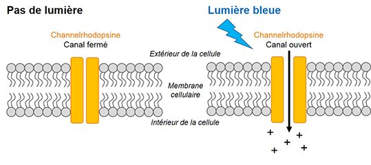 CNRS's tweet photo. #BlogNeurosciences L’optogénétique, quand la lumière prend les commandes du cerveau https://t.co/cR3gZ83TWa @LucieBard https://t.co/dPaP6FEudj