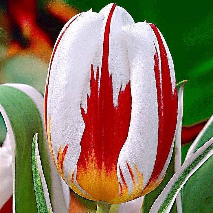 COREceutical's tweet photo. Let's Celebrate #Canada150 Day Together!

https://t.co/vNfn7P0HB5 https://t.co/Kx8cKHaXKh