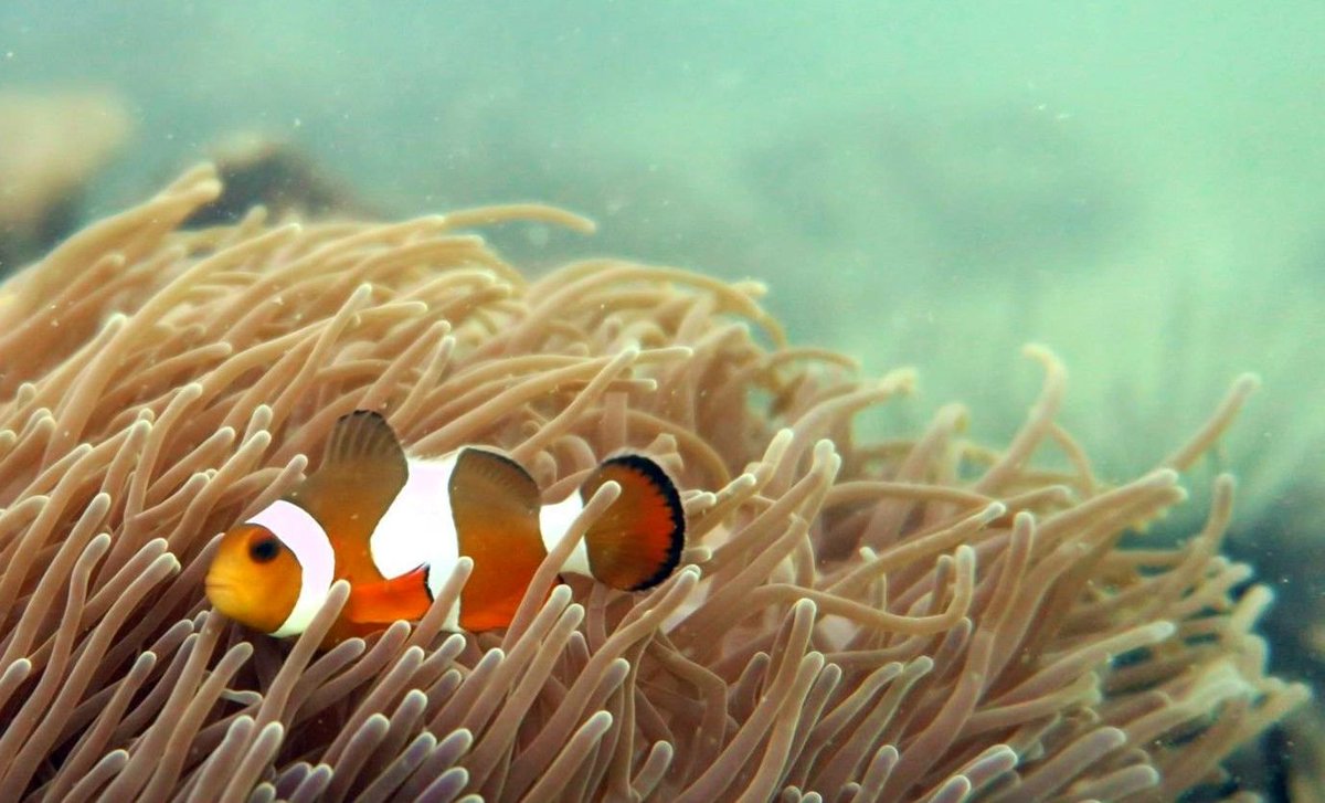 SuperDivers's tweet photo. Celebrate the UN International Day of the Tropics with Super Divers! #WeAreTheTropics #TropicsDay2017 @StateofTropics https://t.co/9KDMPZfWO7