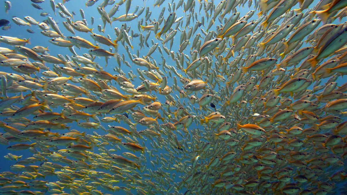 SuperDivers's tweet photo. Celebrate the UN International Day of the Tropics with Super Divers! #WeAreTheTropics #TropicsDay2017 @StateofTropics https://t.co/9KDMPZfWO7