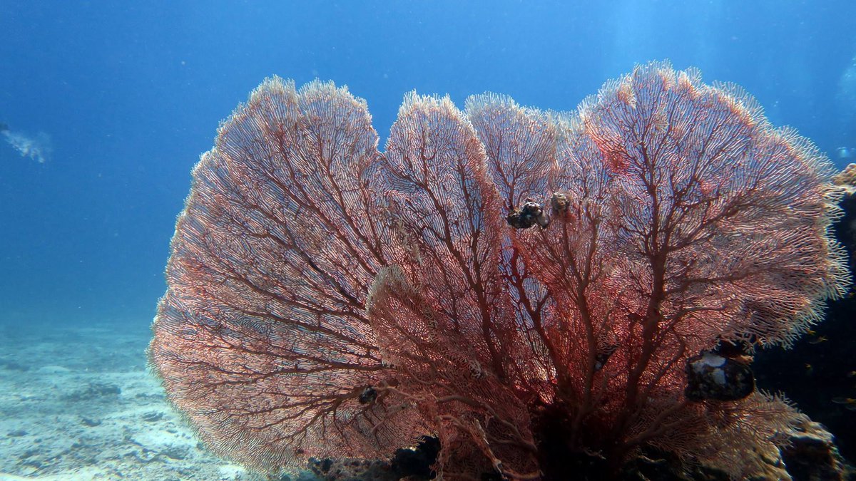 SuperDivers's tweet photo. Celebrate the UN International Day of the Tropics with Super Divers! #WeAreTheTropics #TropicsDay2017 @StateofTropics https://t.co/9KDMPZfWO7