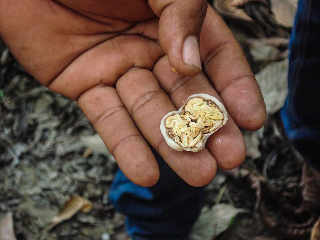 Slow Melt Podcast (@theslowmelt) on Twitter photo Cynthia Leung of .<a href="/somachocolate/">Somachocolate</a> talks about how it took “12 years” to get the elusive #porcelana cacao in MS 1: audioboom.com/posts/6024819-… Cynthia Leung of .<a href="/somachocolate/">Somachocolate</a> talks about how it took “12 years” to get the elusive #porcelana cacao in MS 1: audioboom.com/posts/6024819-…