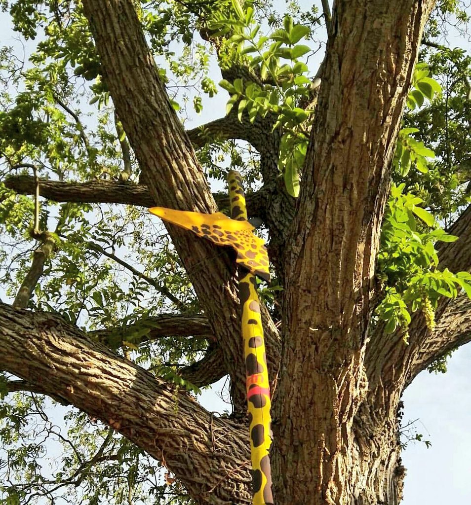 Vis ma vie de girafe... la tête à 5m du sol ! 😉