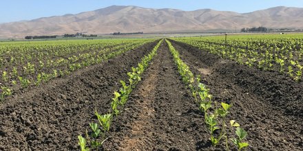 JosiesOrganics's tweet photo. Our Home Ranch view of growing #celery is the best!  #FromOurFamilyFarm #WeKnowWhatWeGrow https://t.co/rKXWlS1PTP