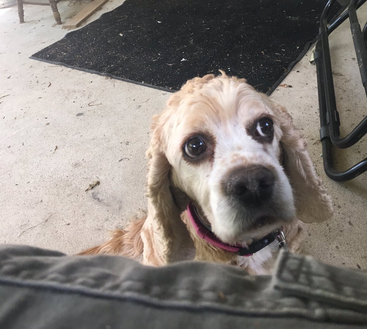 LibbsLife's tweet image. Hey dad can I go inside now?  It's hot and the AC is on. Pleezze? #hotdog