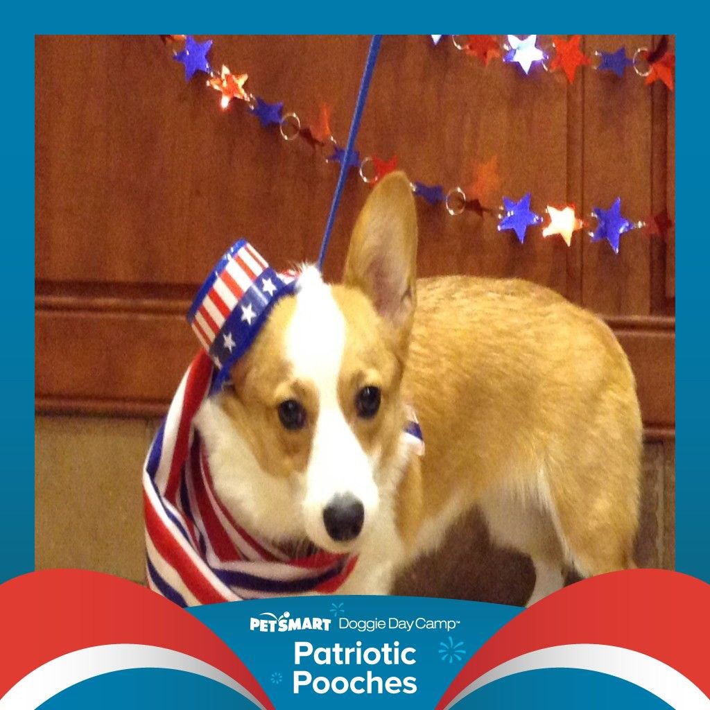 CorgiMabel's tweet photo. Got my picture taken at #Petsmarthotel #corgi https://t.co/IOTld1ShSs