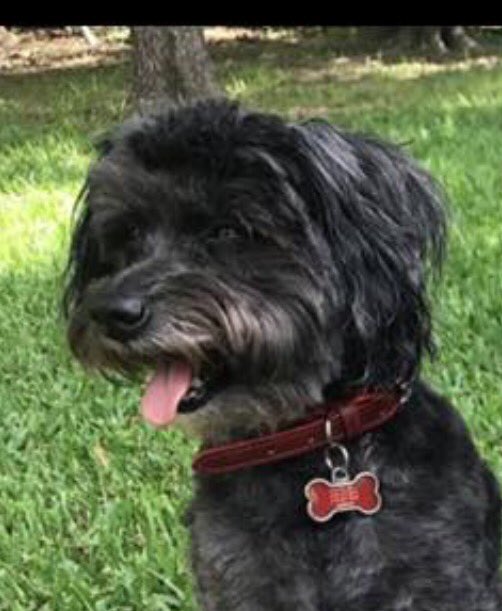 SandyBoyter's tweet photo. My baby!
Hershey https://t.co/irl040ZBLu