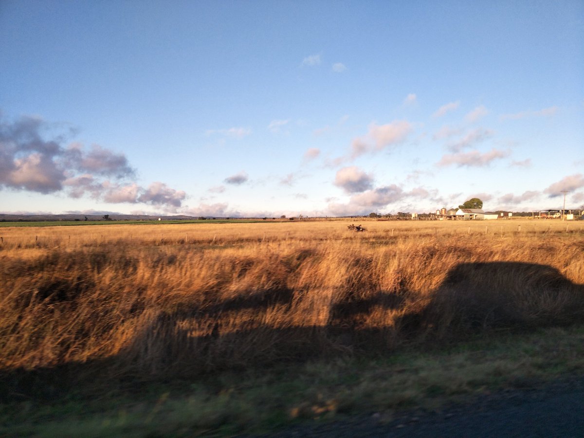 Quilly1975's tweet photo. Passing through greymare but all I seem to see is black cows 😂 https://t.co/G9PHcAphJO