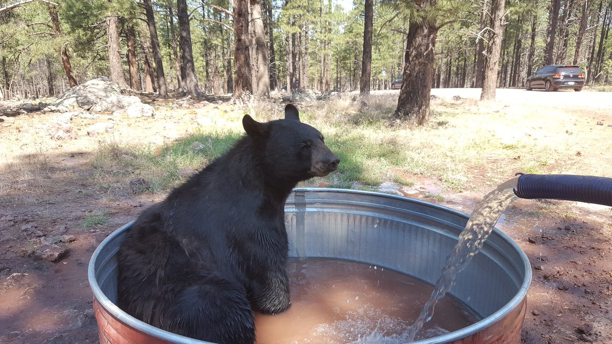bearizona's tweet photo. Busa bear is looking forward to a weekend by the pool. How will you be spending your #4thofjulyweekend ? #poolside #blackbears https://t.co/vZHoHZcpLT