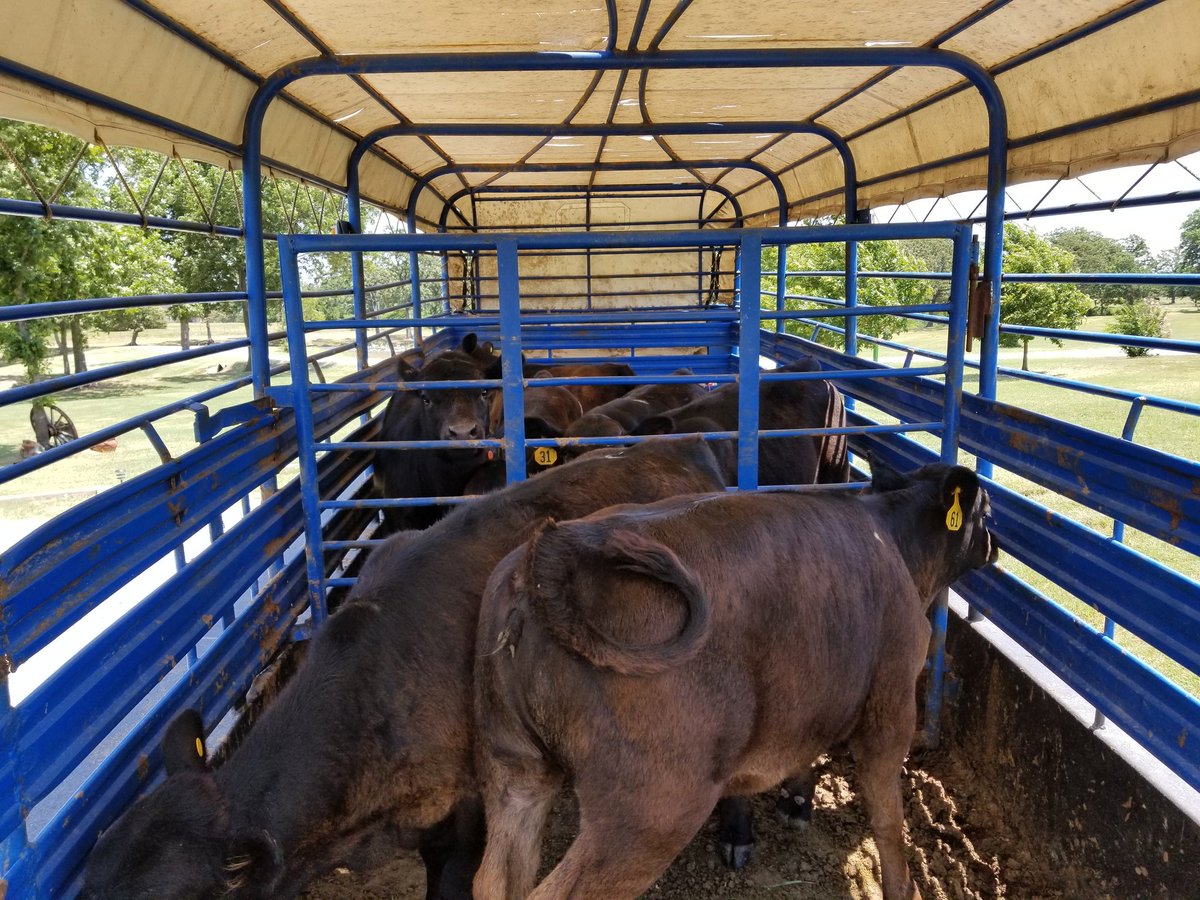 GP3FarmLLC's tweet photo. #blackangus #angus #cattle #GP3FARMLLC https://t.co/gF0QdGxpGx