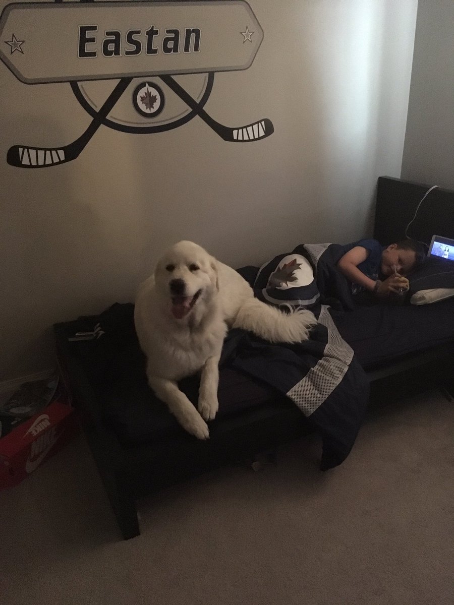 JetsGirl76's tweet image. Poor Kali! She NEVER goes in the bedrooms but this loud thunder is not her fav! #Bigdog #bigsuck #scaredofthunder